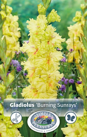 Gladiolus Burning Sunrays | Capper 5 x 16