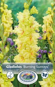 Gladiolus Burning Sunrays | Capper 5 x 16