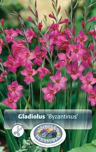 Gladiolus Byzantinus | Capper 5 x 16