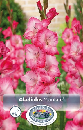 Gladiolus Cantate | Capper 5 x 16