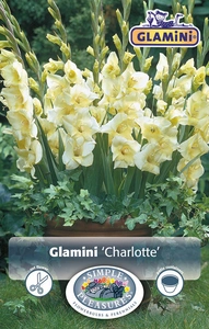 Gladiolus Charlotte | Capper 5 x 16