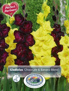 Gladiolus Chocolate and Banana Blend | Capper 5 x 16