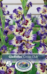 Gladiolus Circus Club | Capper 5 x 16