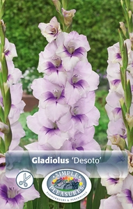 Gladiolus Desoto | Capper 5 x 16