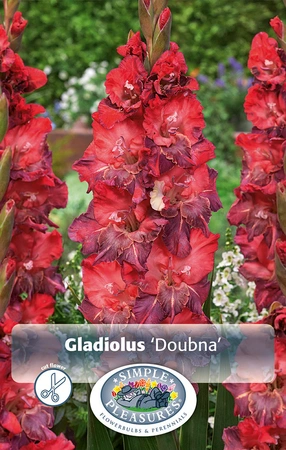 Gladiolus Doubna | Capper 5 x 16