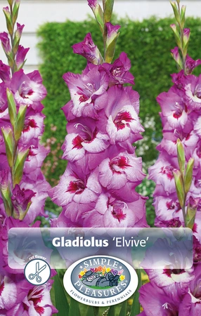 Gladiolus Elvive | Capper 5 x 16