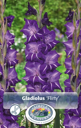 Gladiolus Flirty | Capper 5 x 16