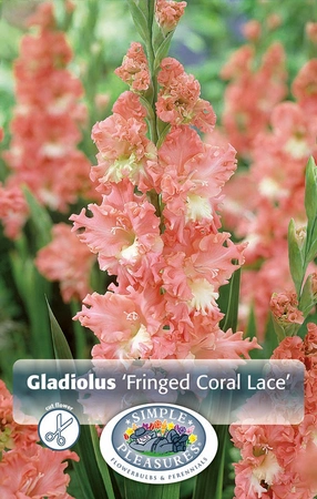 Gladiolus Fringed Coral Lace | Capper 5 x 16