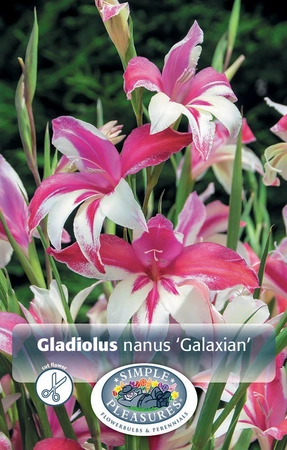 Gladiolus Galaxian | Capper 5 x 16