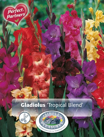 Gladiolus Gladiolus Tropical Blend | Capper 5 x 16