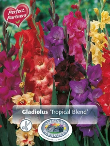 Gladiolus Gladiolus Tropical Blend | Capper 5 x 16