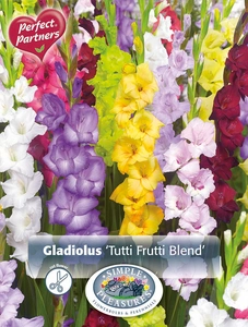 Gladiolus Gladiolus Tutti Frutti Blend | Capper 5 x 16