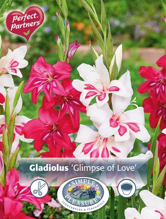 Gladiolus Glimpse of Love | Capper 5 x 16