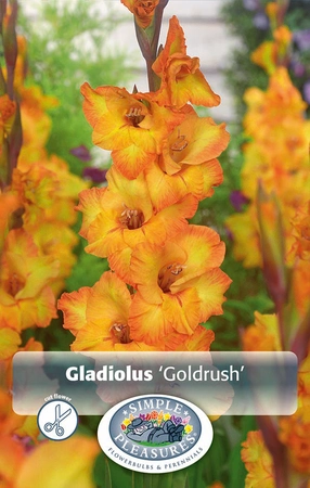 Gladiolus Goldrush | Capper 5 x 16