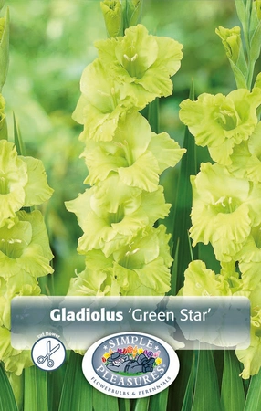 Gladiolus Green Star | Capper 5 x 16