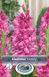 Gladiolus Grozny | Capper 5 x 16