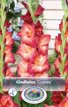 Gladiolus Guinea | Capper 5 x 16