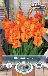 Gladiolus Jenny | Capper 5 x 16