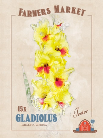 Gladiolus Jester | Capper 5 x 16