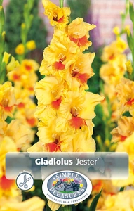 Gladiolus Jester | Capper 5 x 16