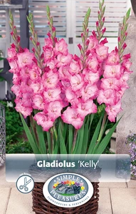 Gladiolus Kelly® | Capper 5 x 16