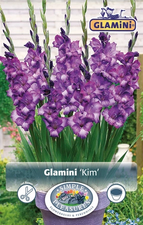 Gladiolus Kim | Capper 5 x 16