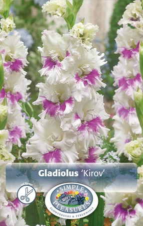 Gladiolus Kirov | Capper 5 x 16