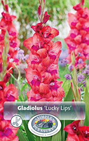 Gladiolus Lucky Lips | Capper 5 x 16