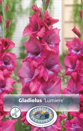 Gladiolus Lumierre | Capper 5 x 16