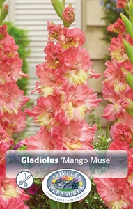 Gladiolus Mango Muse | Capper 5 x 16