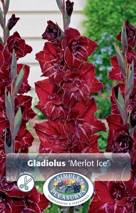 Gladiolus Merlot Ice | Capper 5 x 16