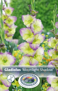 Gladiolus Moonlight Shadow | Capper 5 x 16