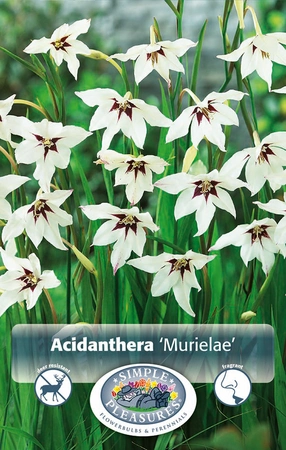 Gladiolus Murielae (Acidanthera) | Capper 5 x 16