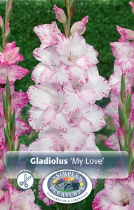 Gladiolus My Love | Capper 5 x 16