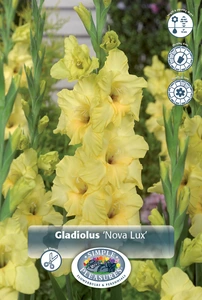 Gladiolus Nova Lux | 325 pce