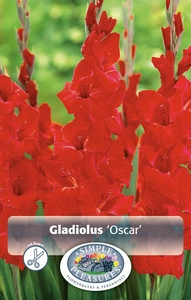 Gladiolus Oscar | Capper 5 x 16