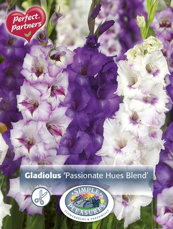 Gladiolus Passionate Hues Blend | Capper 5 x 16