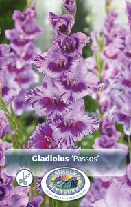 Gladiolus Passos | Capper 5 x 16