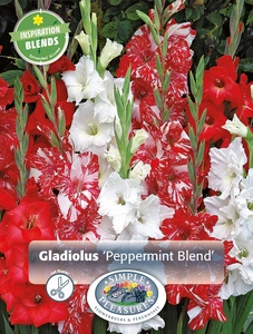 Gladiolus Peppermint Blend | Capper 5 x 16