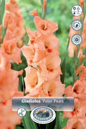 Gladiolus Peter Pears | 325 pce