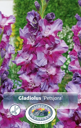 Gladiolus Petsjora | Capper 5 x 16