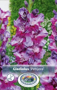 Gladiolus Petsjora | Capper 5 x 16