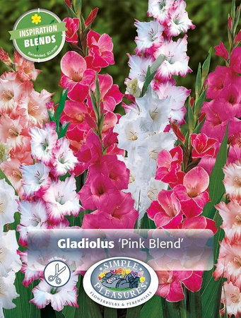 Gladiolus Pink Blend | Capper 5 x 16