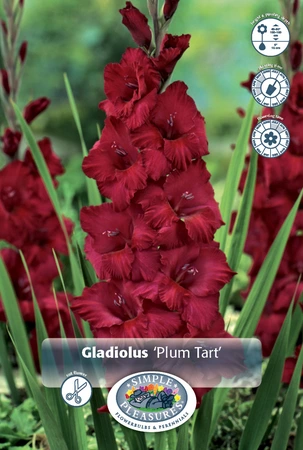 Gladiolus Plum Tart | 325 pce