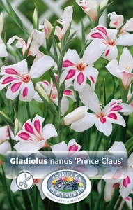 Gladiolus Prins Claus | Capper 5 x 16