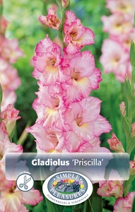 Gladiolus Priscilla | Capper 5 x 16