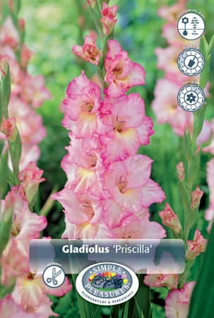 Gladiolus Priscilla | 325 pce