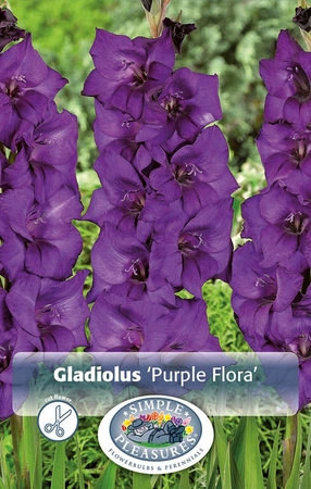 Gladiolus Purple Flora | Capper 5 x 16