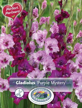 Gladiolus Purple Mystery | Capper 5 x 16