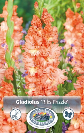 Gladiolus Rik's Frizzle | Capper 5 x 16